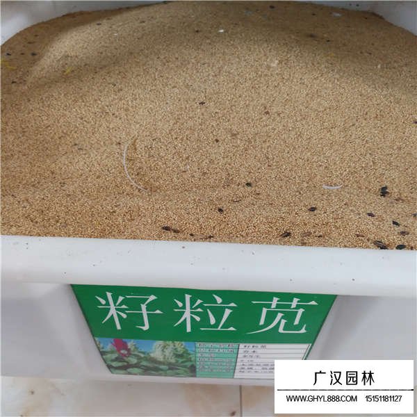 籽粒莧種子多少錢一斤(圖1)