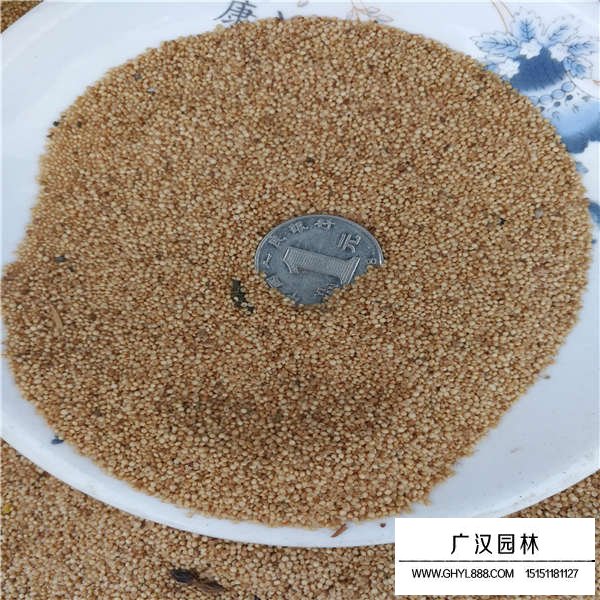 籽粒莧種子多少錢一斤(圖2)