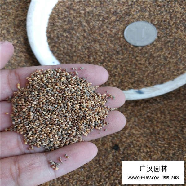 紫花地丁種子多少錢一斤(圖4)