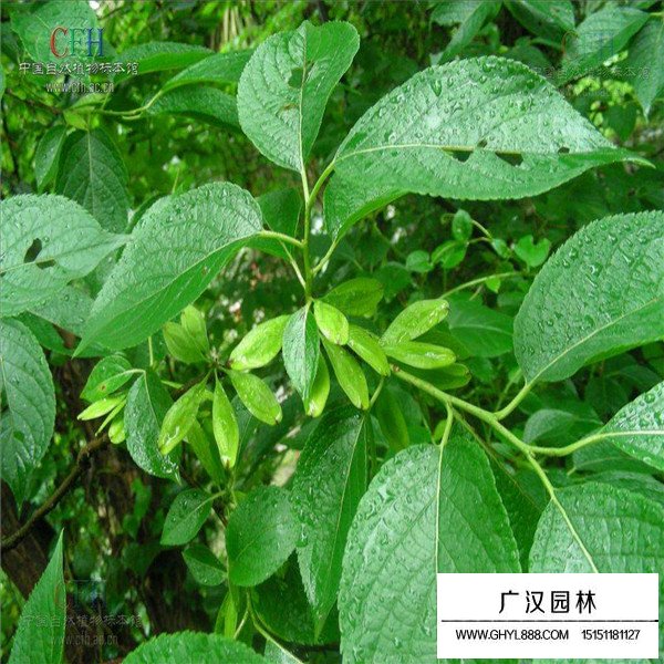 杜仲的綠化價(jià)值(圖1)