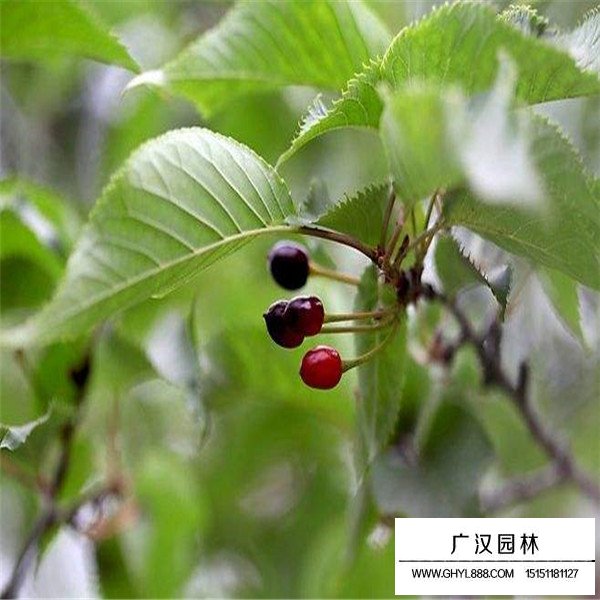 杜仲的綠化價(jià)值(圖2)