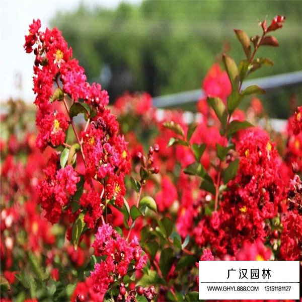 三紅紫薇種植(圖1)