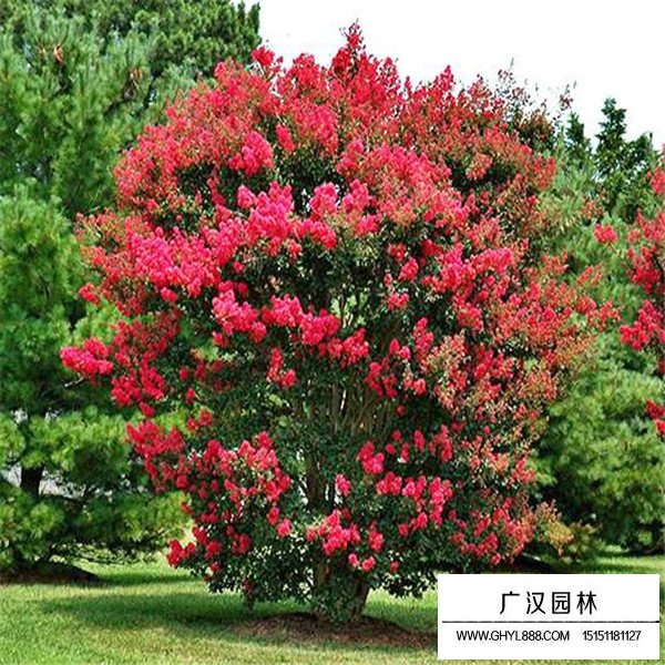 三紅紫薇種植(圖2)