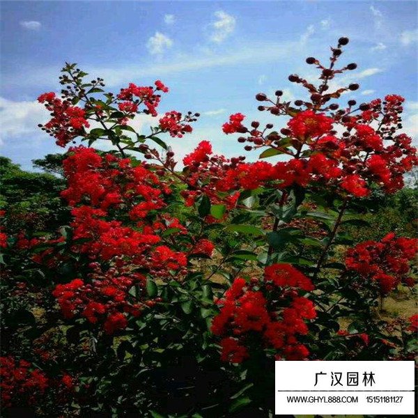 三紅紫薇種植(圖3)