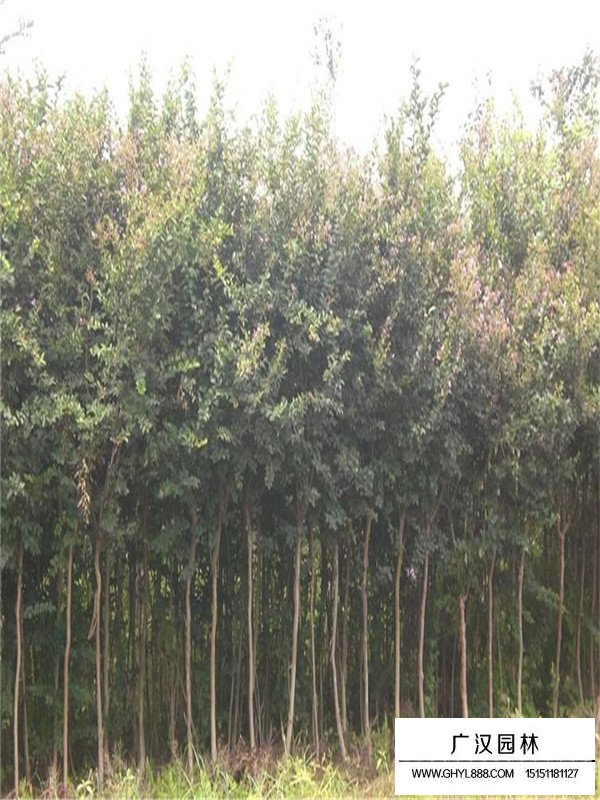 紫薇的種植方法(圖1)