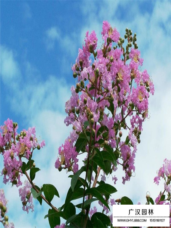 紫薇種植方法(圖3)