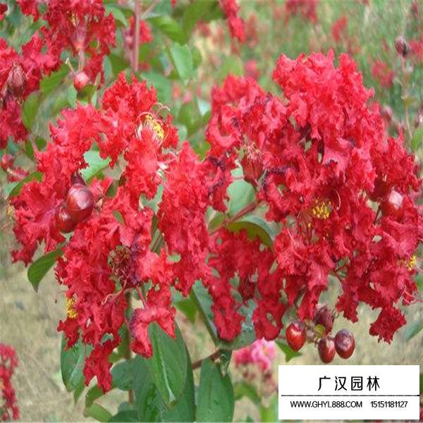 三紅紫薇的養(yǎng)護管理(圖2)