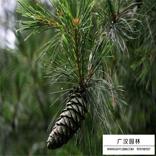 華山松的養(yǎng)殖方法(圖2)