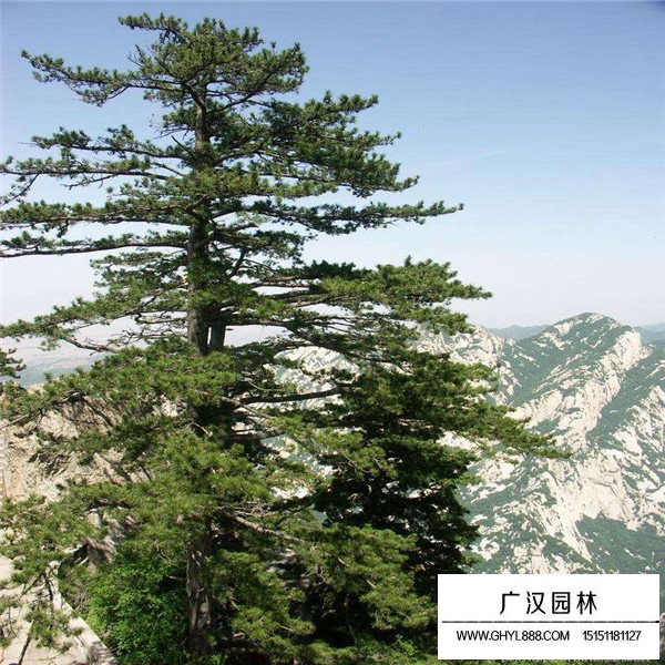 華山松種植方法(圖2)