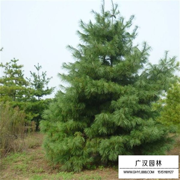 華山松種植方法(圖1)