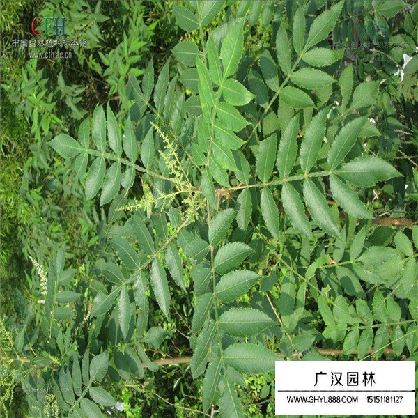 鹽膚木相關(guān)介紹(圖2)