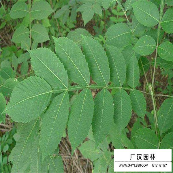 鹽膚木的形態(tài)特征(圖2)