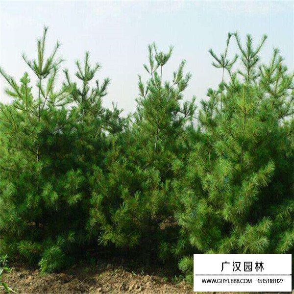 華山松的造林和種植方法(圖3)