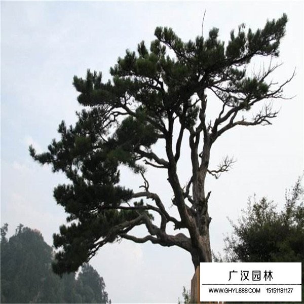 華山松的繁殖方法(圖1)