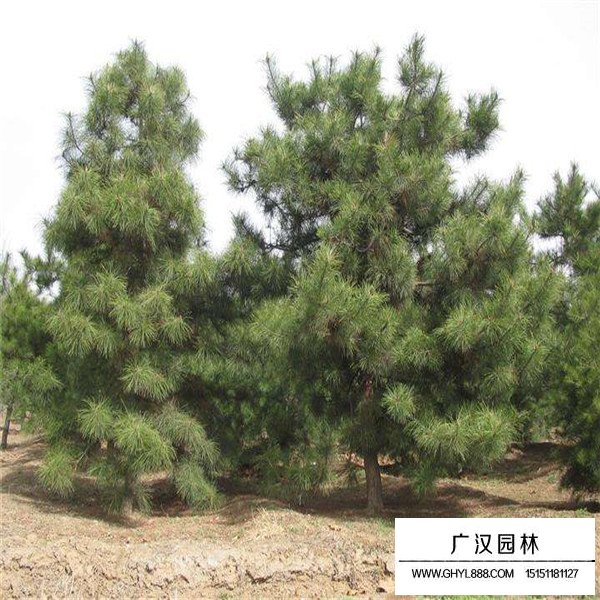 華山松的基本屬性(圖3)