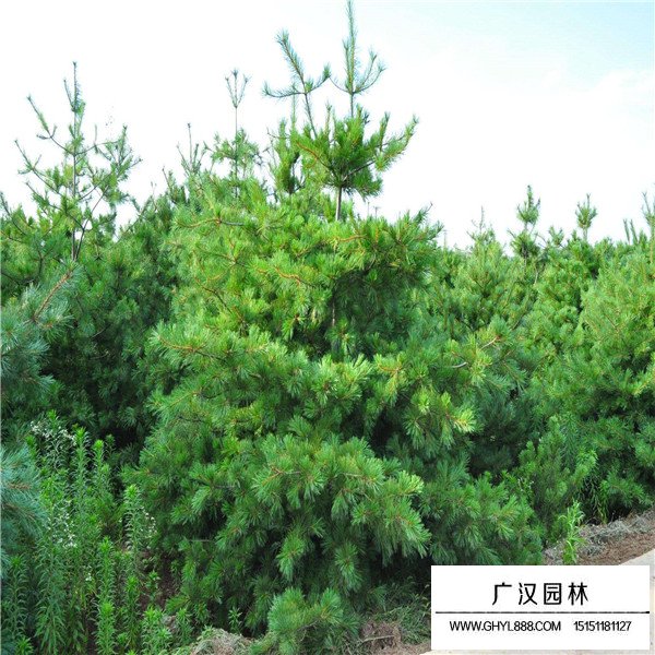 華山松的造林和種植方法(圖1)