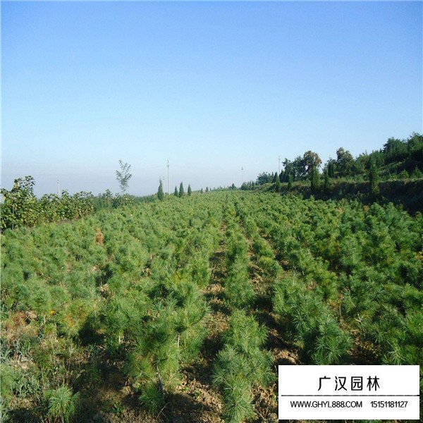 華山松的繁殖方法(圖3)