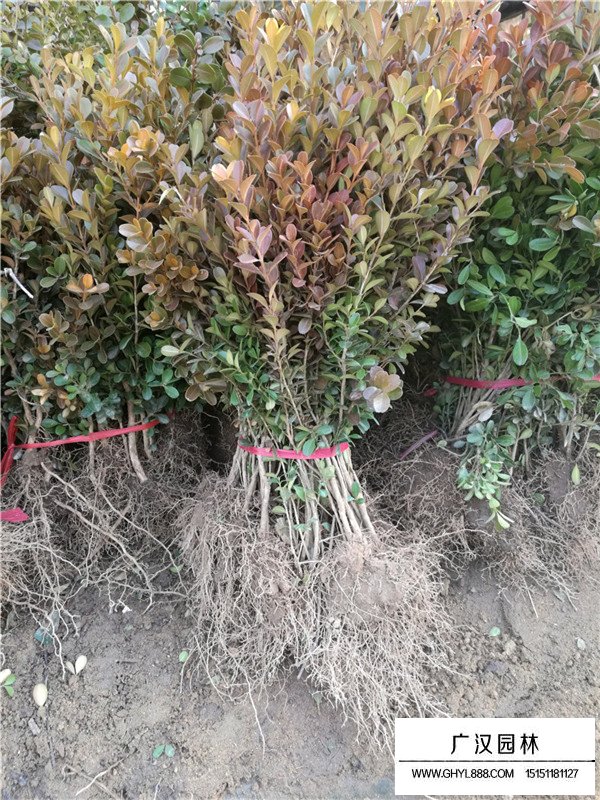 瓜子黃楊主要價值(圖4)