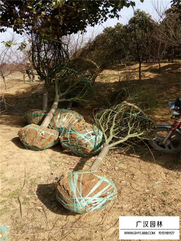 雞爪槭價(jià)值(圖1)