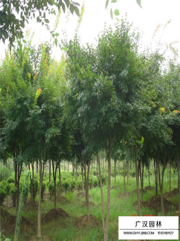 雞爪槭是什么(圖4)