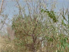 沙棗樹(shù)