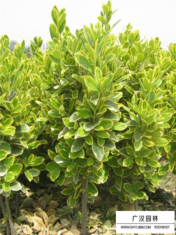 金邊黃楊種植方法(圖1)