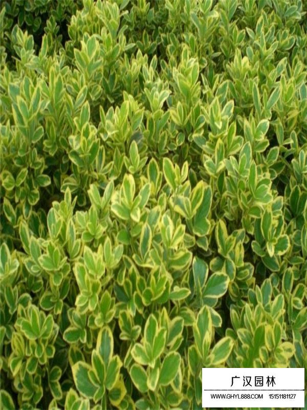 金邊黃楊種植方法(圖4)