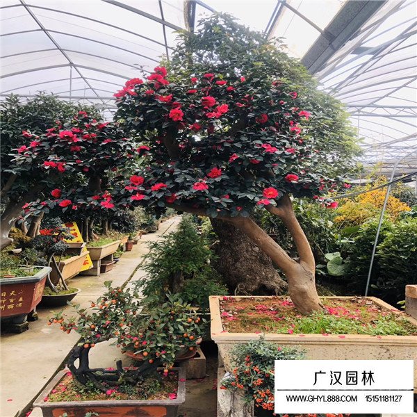 茶梅樁盆景(圖2)