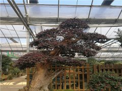 紅花繼木樁盆景