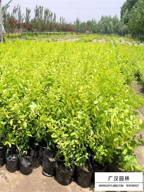 沭陽金葉女貞基地(圖4)