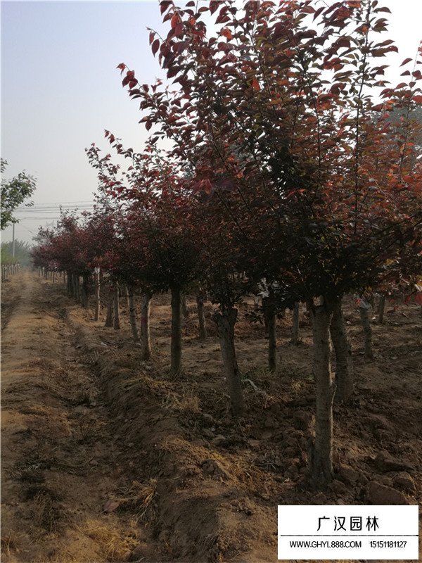 美人梅花期(圖1)