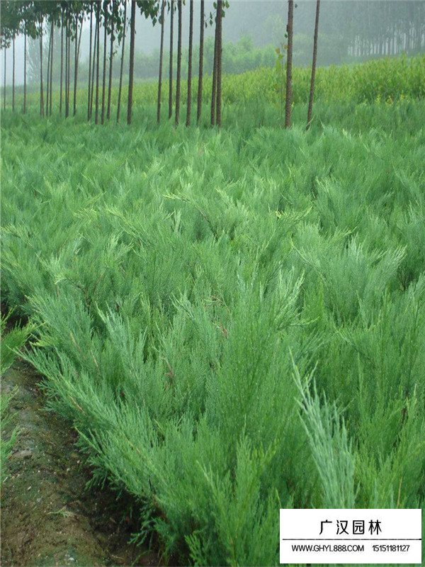 沙地柏的病害防治(圖1)