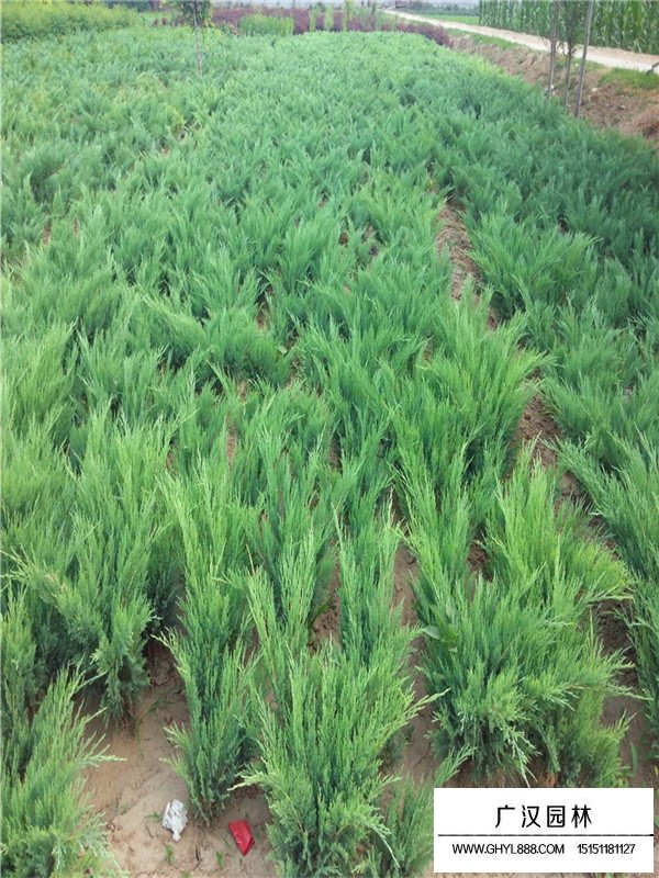 沙地柏特征(圖2)