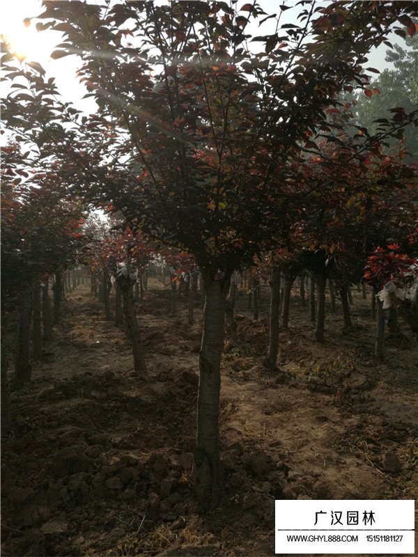 美人梅市場(chǎng)行情(圖4)