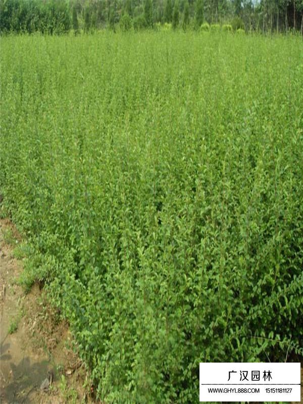 金葉女貞和小葉女貞有什么區(qū)別(圖1)