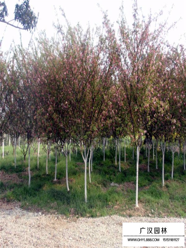 垂絲海棠的有關(guān)信息(圖1)