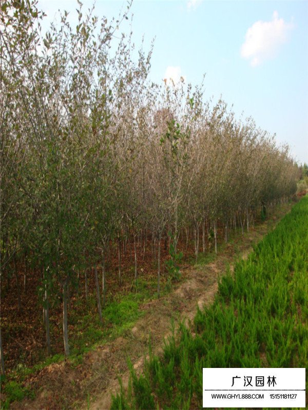 垂絲海棠的有關(guān)信息(圖4)