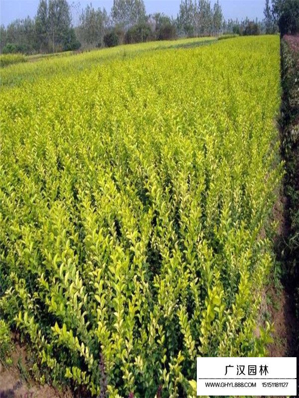 金葉女貞接后管理(圖2)