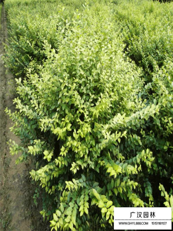 金葉女貞的有關(guān)資料(圖4)