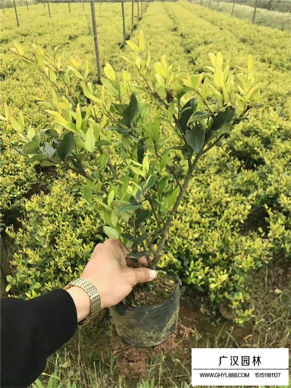 金葉女貞與金森女貞有什么區(qū)別(圖3)