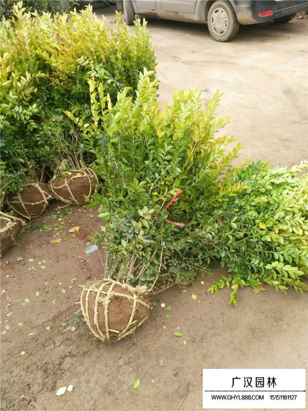 金葉女貞基地在哪里(圖1)