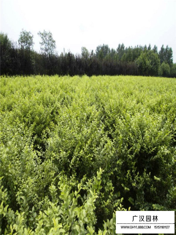 金葉女貞基地在哪里(圖4)