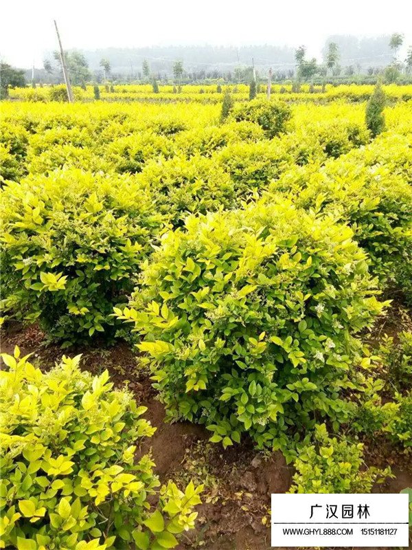 沭陽金葉女貞基地在哪里(圖1)