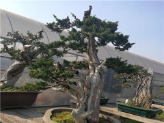 濟(jì)州真柏盆景