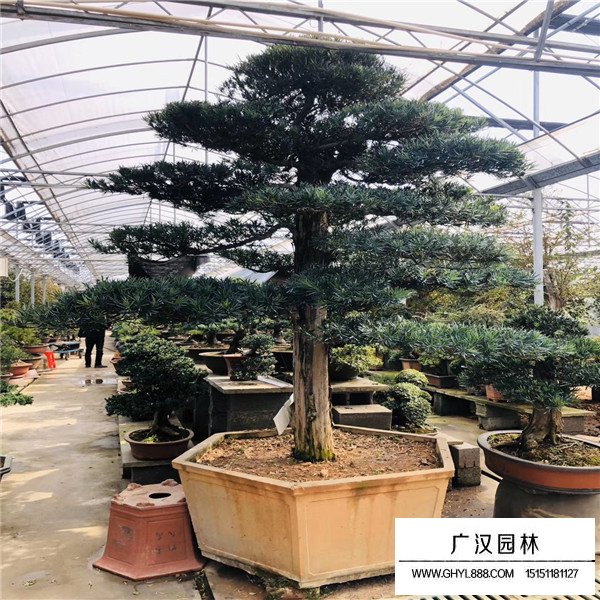 羅漢松盆景制作(圖3)