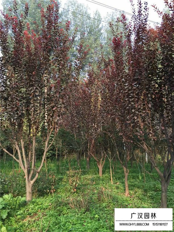 美人梅和紅葉李區(qū)別(圖4)