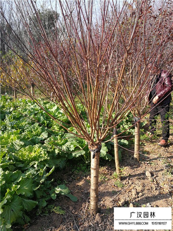 美人梅與桃花的區(qū)別(圖2)