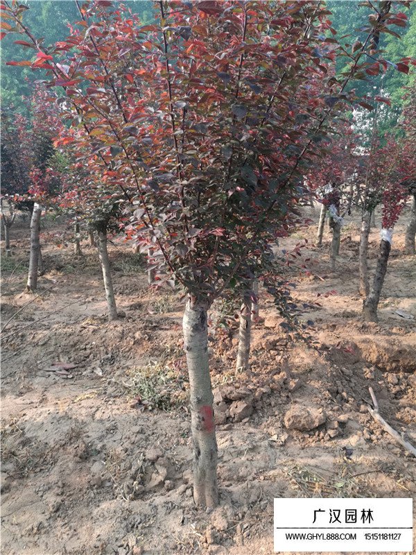 美人梅與桃花有什么不同(圖1)