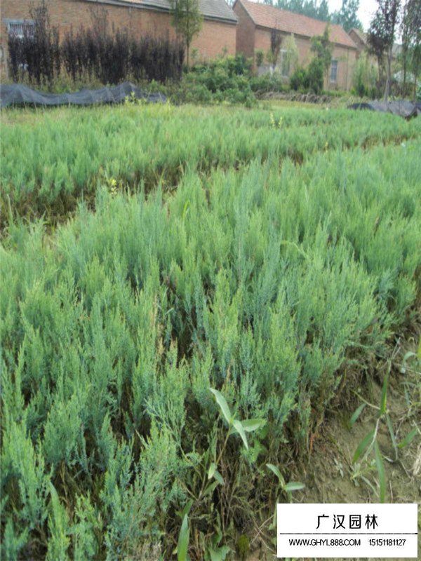 沙地柏的管理方法(圖2)