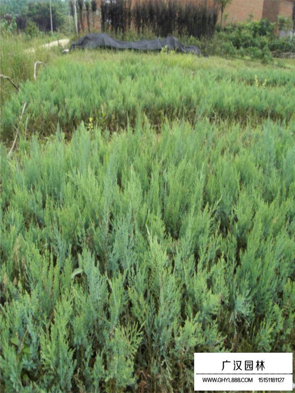 沙地柏的養(yǎng)植方法(圖1)